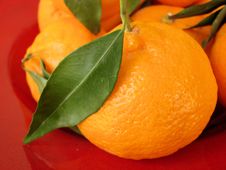 Mandarin Tangerine Stock Image Mandarin Tangerine Stock Image
