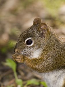 Red Squirrel Food Stock Images Red Squirrel Food Stock Images