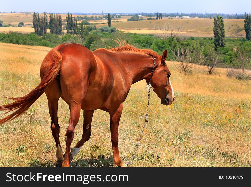 Bay horse on the steppe pasture