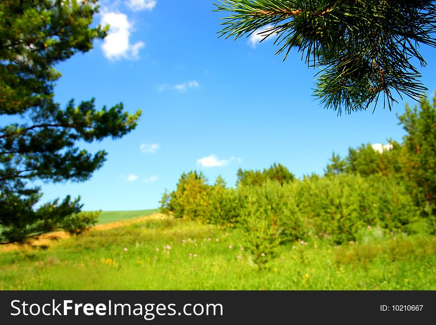 Bright summer landscape with pine branch