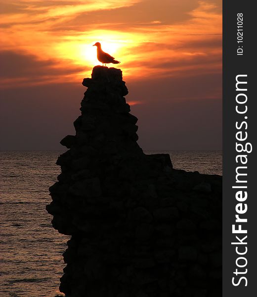 Sunset over the sea gull silhouette against the backdrop of the setting sun