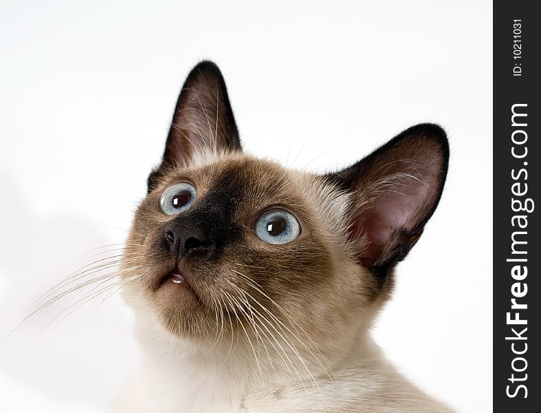 The small Siamese kitten looks upwards. A portrait on a light background. The small Siamese kitten looks upwards. A portrait on a light background.