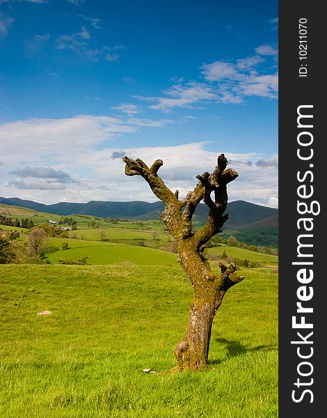 Tree in Yorkshire Dales National Park