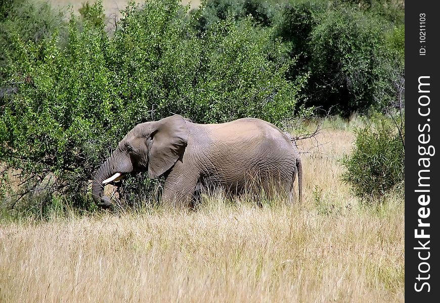 Big elephant close-up of savanna trees to a sunny day