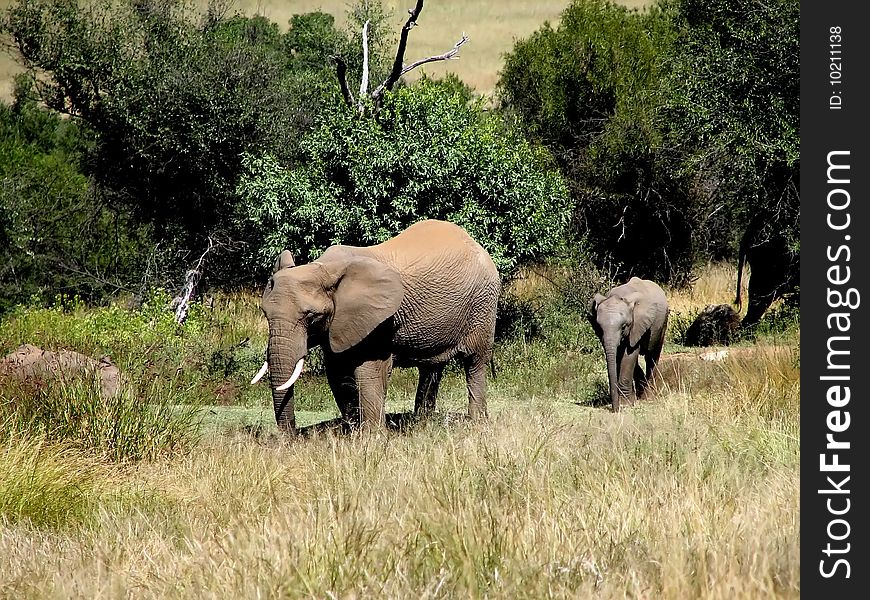 Elephant cow and a small elephant close-up of savanna trees to a sunny day