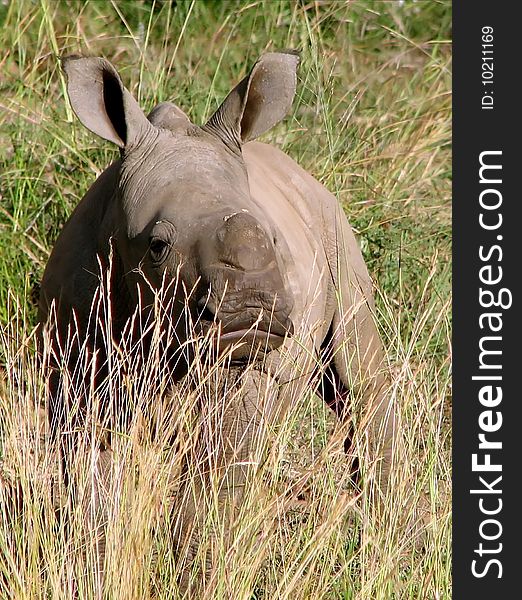 The small rhinoceros close-up on a background of blue sky in the savanna in sunny day