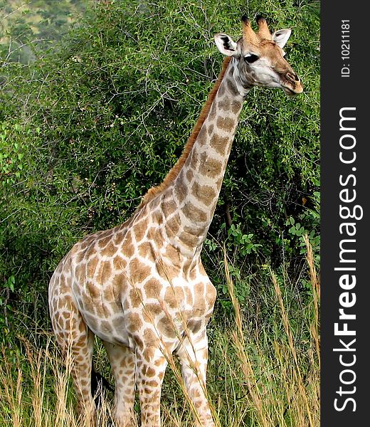 Giraffe close-up on a background of mountains in the savanna in sunny day