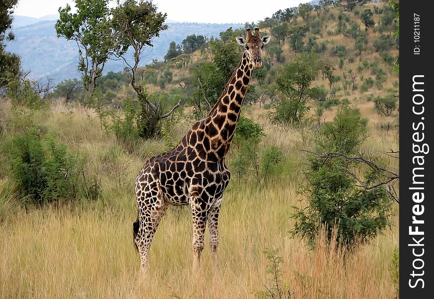 Giraffe close-up on a background of mountains in the savanna in sunny day