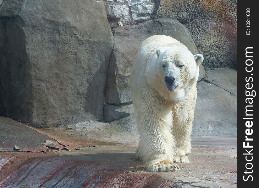 White big bear in zoo