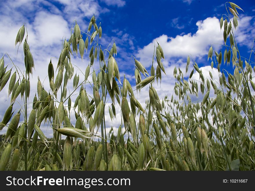 Grain in the background of blue sky with clouds