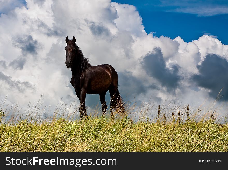 Countryside with a horse on dike against dark cloudy background. Countryside with a horse on dike against dark cloudy background