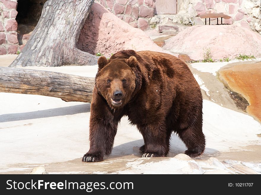 Brown big bear in zoo