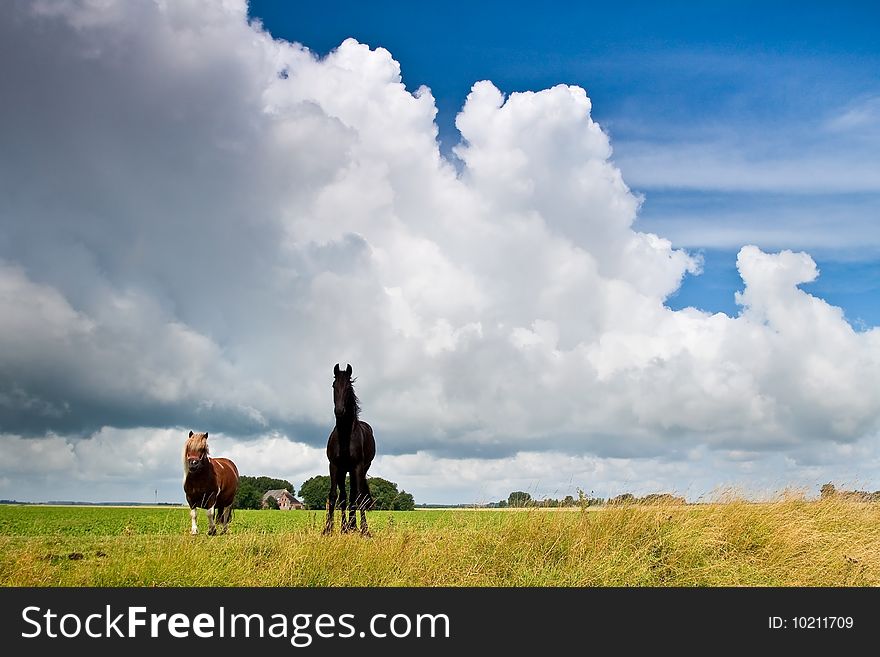 Countryside With A Horse On Dike Against Clouds