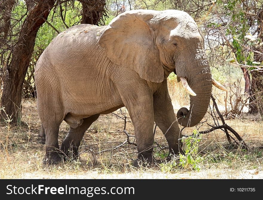 Old male elephant in bush Dry season. Tanzania, Ruaha National park.