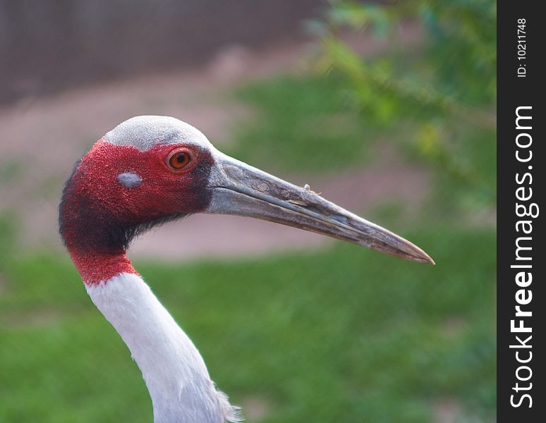 Beautiful red crane in zoo