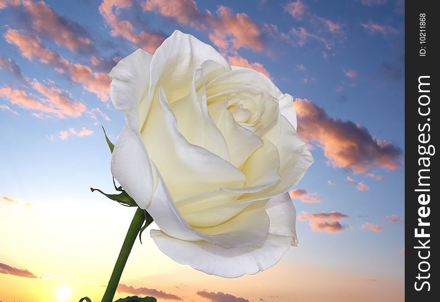 White rose over sunrise, blue sky, clouds. White rose over sunrise, blue sky, clouds