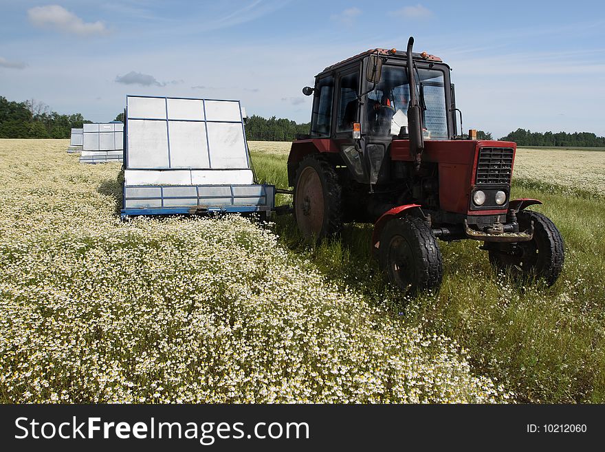 Machine Harvesting Camomile Medicinal