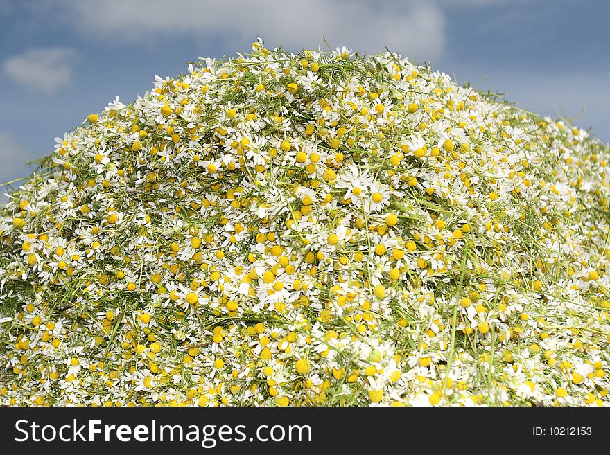 Camomile medicinal (Chamomilla recutita, Matricaria chamomilla L., Chamomilla recutita Rauschert). It is widely used as medical means against fevers, inflammations, The Gastritis, stomach ulcer, neurosises, a hysteria, a neuralgia of a trigeminal nerve