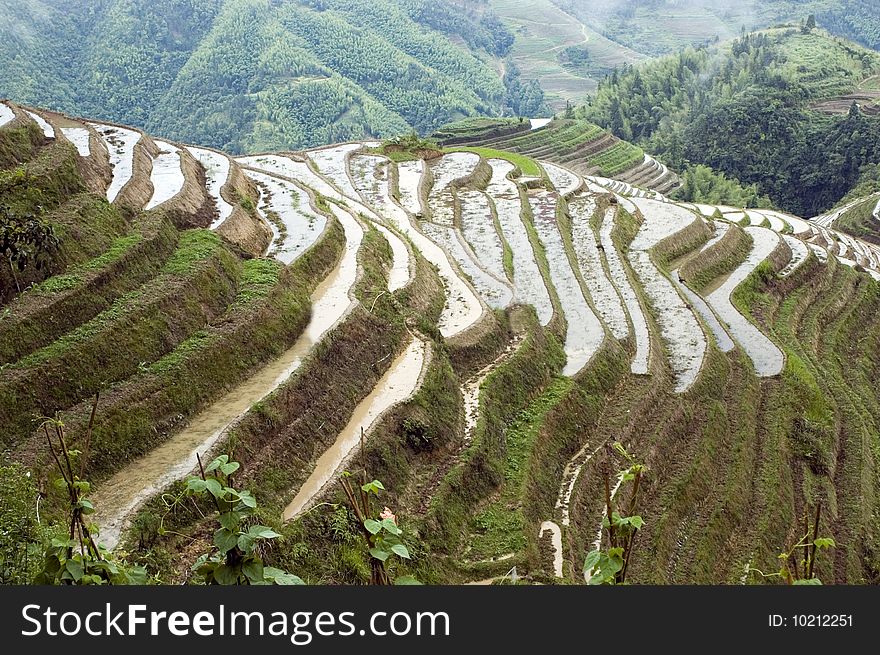 Terraced rice fields in Guilin, Longshan