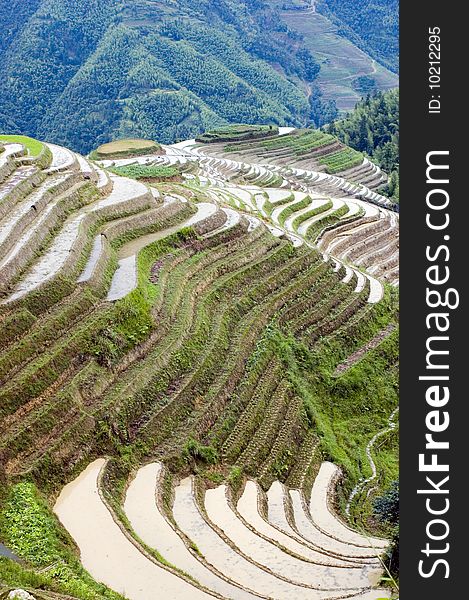 Terraced rice fields in Guilin, Longshan