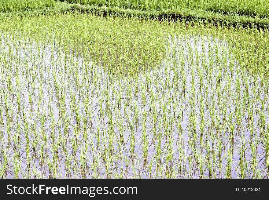 Rice fields in China, Guilin city, Yangshou town - small villages surrounded by green rice fields and hills. Beautiful scenery of Guilin. Rice fields in China, Guilin city, Yangshou town - small villages surrounded by green rice fields and hills. Beautiful scenery of Guilin.