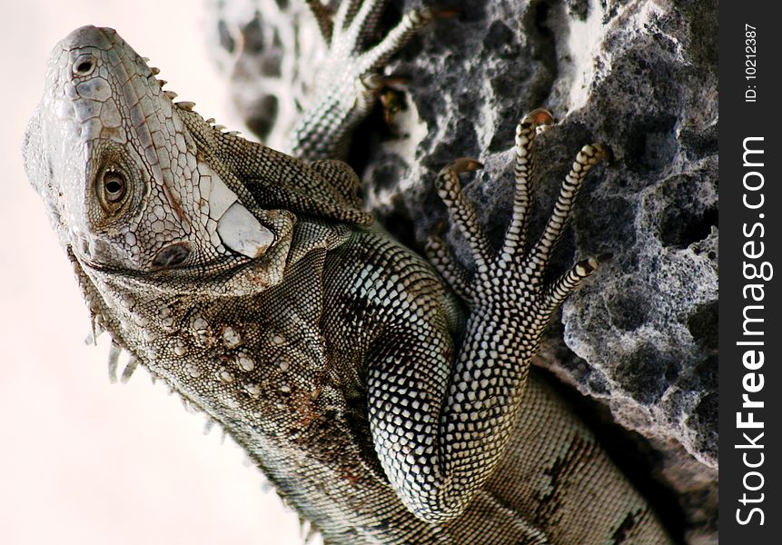 Grey iguana