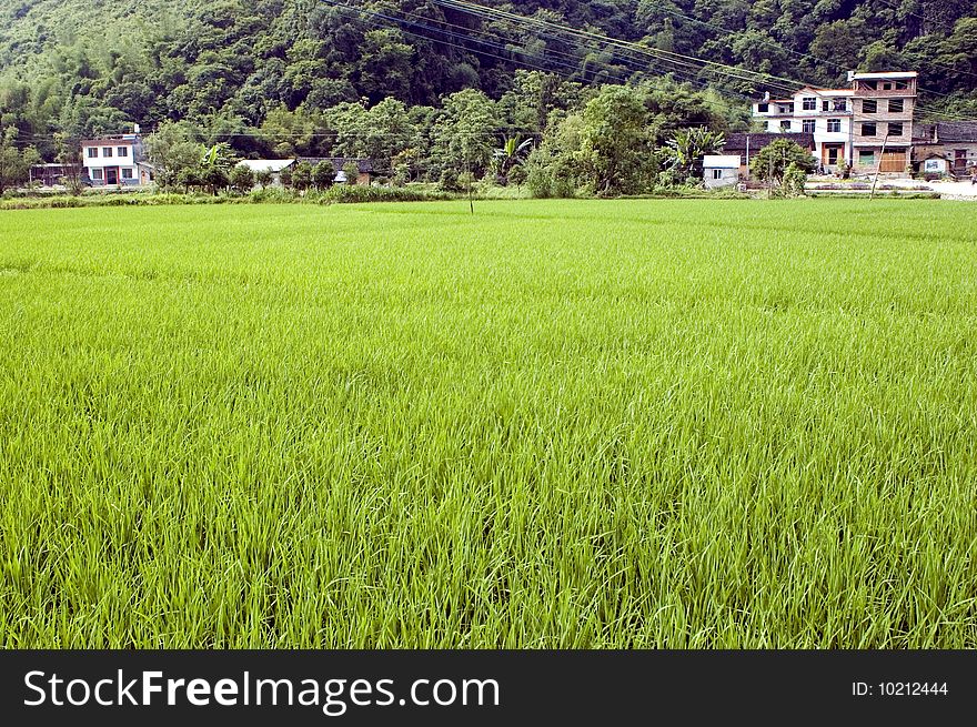 Rice fields in China, Guilin city, Yangshou town - small villages surrounded by green rice fields and hills. Beautiful scenery of Guilin. Rice fields in China, Guilin city, Yangshou town - small villages surrounded by green rice fields and hills. Beautiful scenery of Guilin.