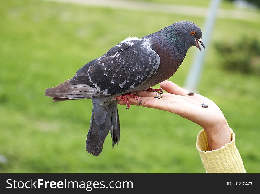 Single grey town pigeon on hand