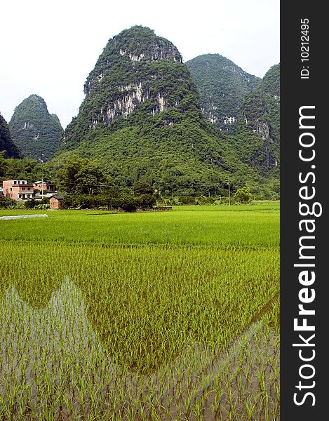 Chinese rice fields in Guilin