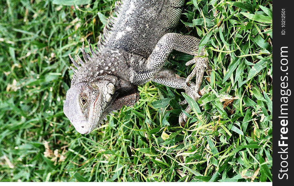 Portrait of a grey iguana standing on the grass