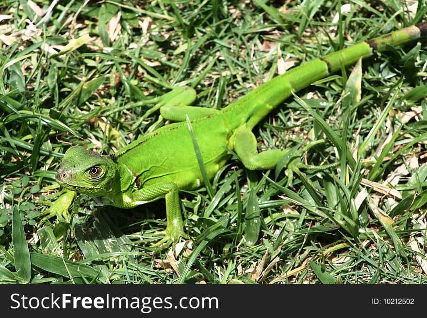 Portrait of a green lizard on Eagle beach, isle of Aruba, Dutch Caribbean.