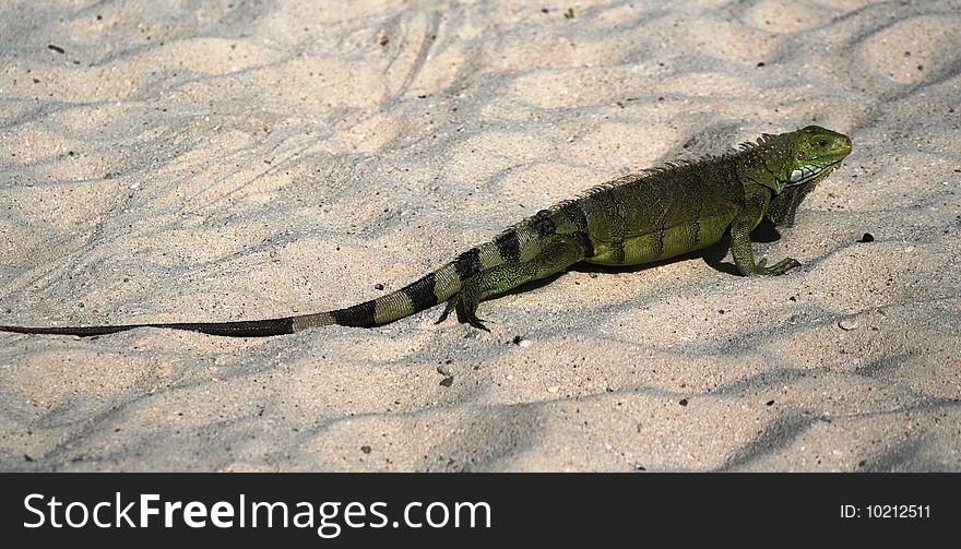 Green iguana fuges over the sand to the desert. Green iguana fuges over the sand to the desert.