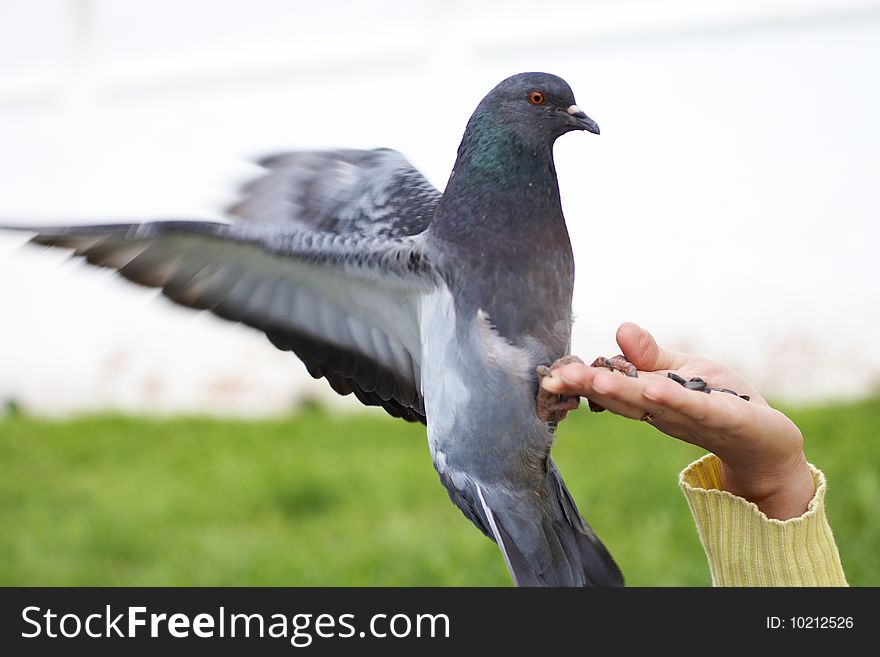 Single grey town pigeon outdoors