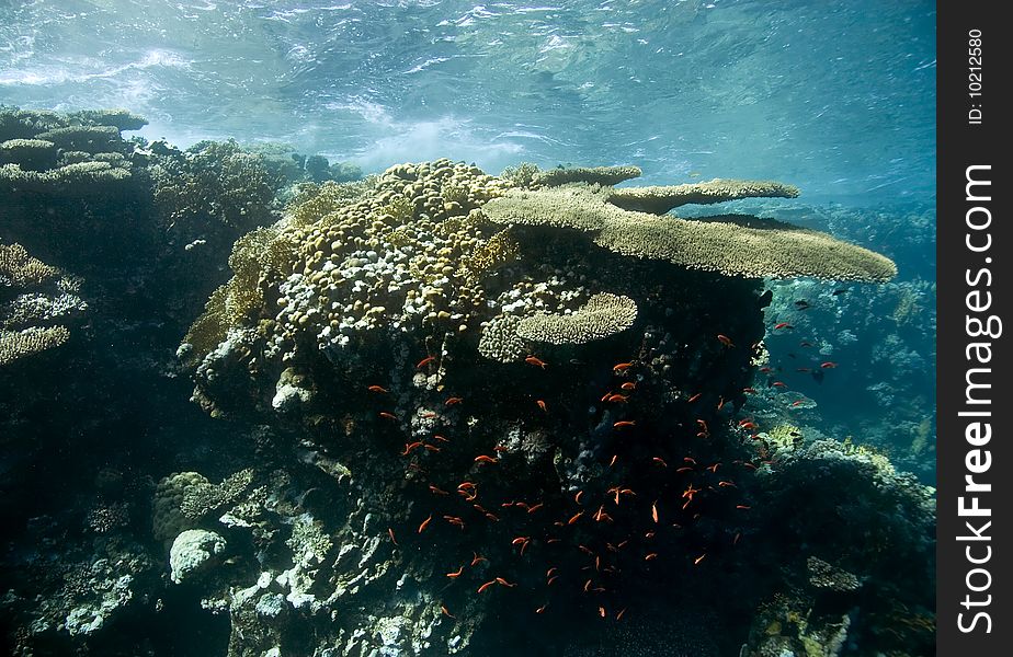 Ocean,coral and fish taken in the red sea.