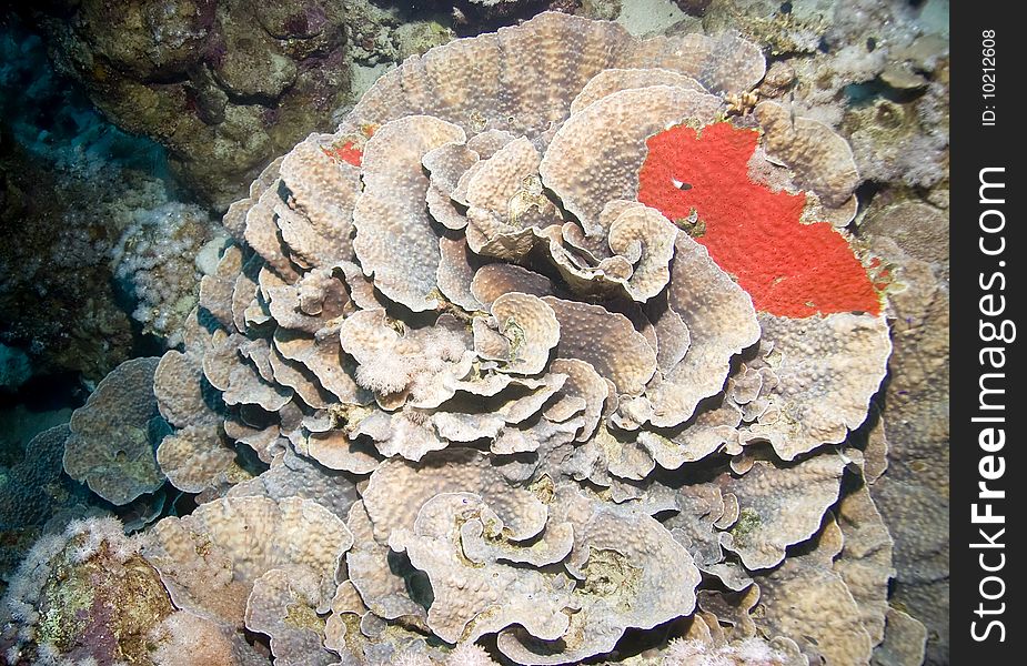 Ocean and coral