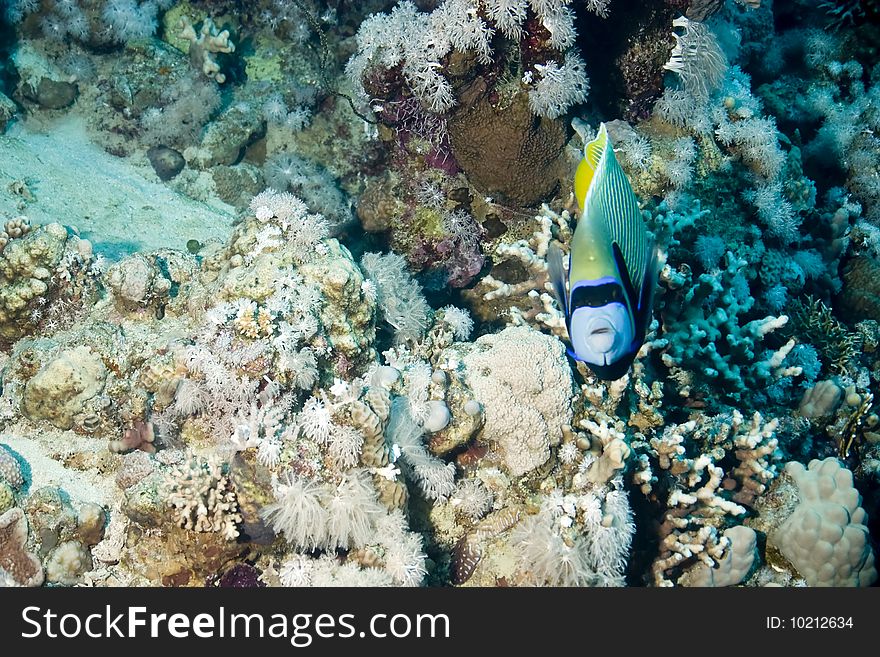 Emperor angelfish taken in the red sea.