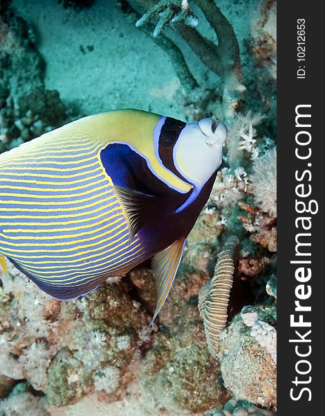 Emperor angelfish