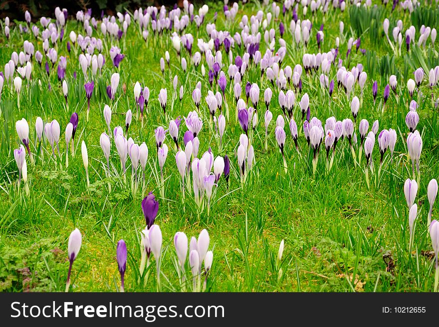 Field of blooming crocuses in landscape orientation. Field of blooming crocuses in landscape orientation