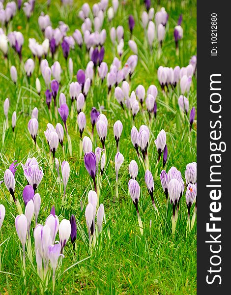 Field of blooming crocuses in portrait orientation. Field of blooming crocuses in portrait orientation