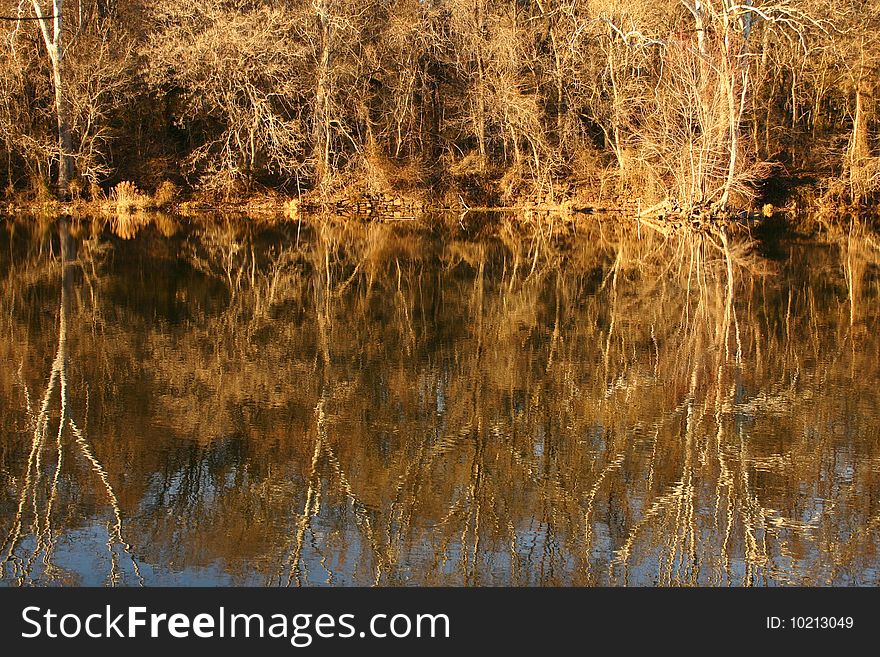 Reflections of naked trees in a river