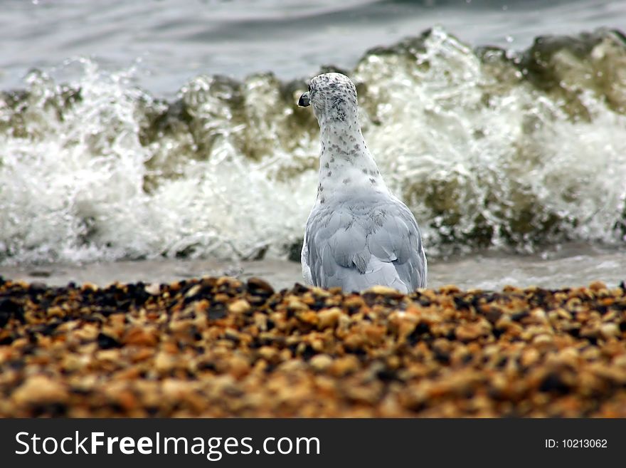 Seagull looking at the waves