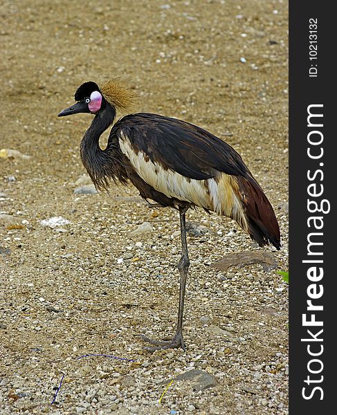 A royal crane photographed in west Africa. A royal crane photographed in west Africa.