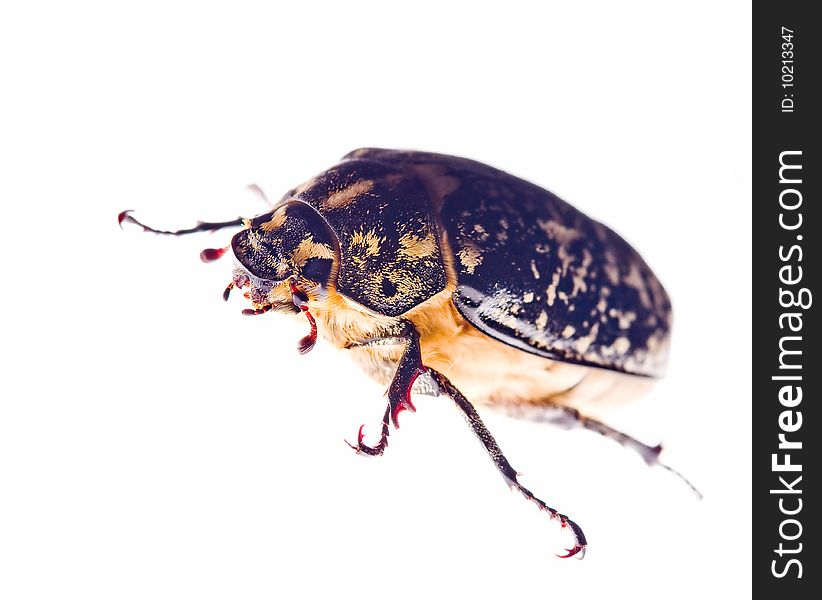 Macro of cockchafer on white background. Macro of cockchafer on white background