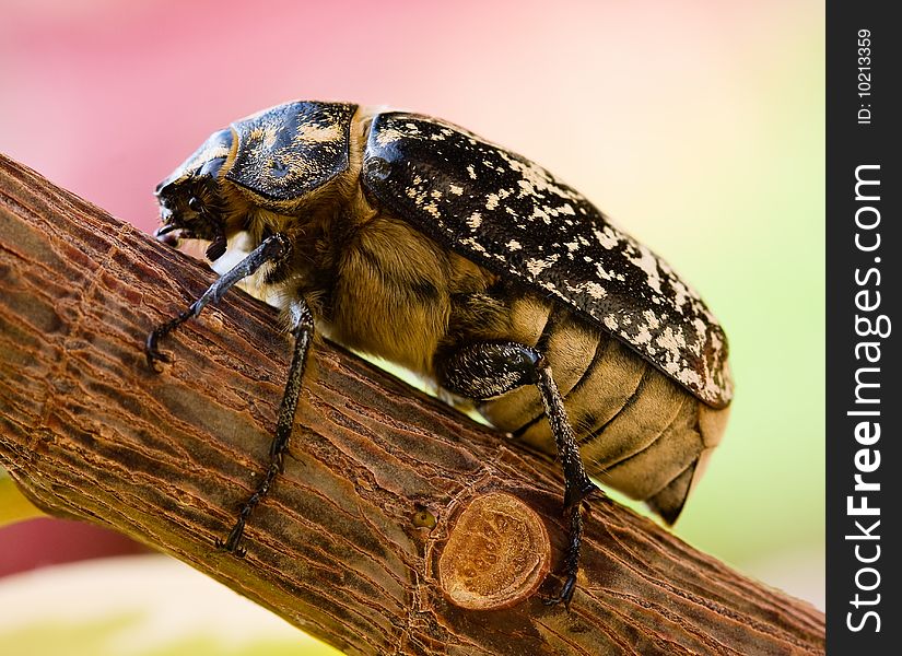 Macro of cockchafer on green leaf. Macro of cockchafer on green leaf