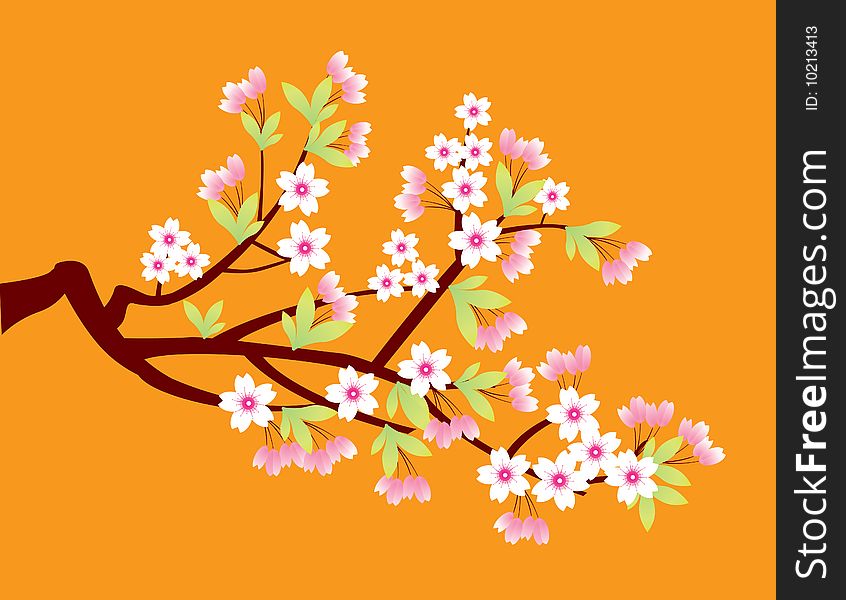 Spring time Cherry blossom flower. Spring time Cherry blossom flower