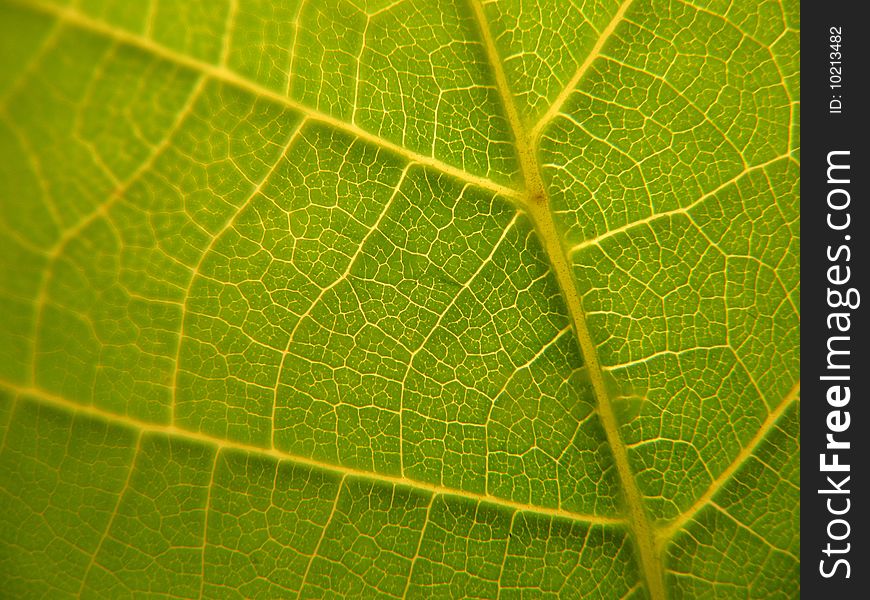 A detailed veins shot from a green leaf. A detailed veins shot from a green leaf.