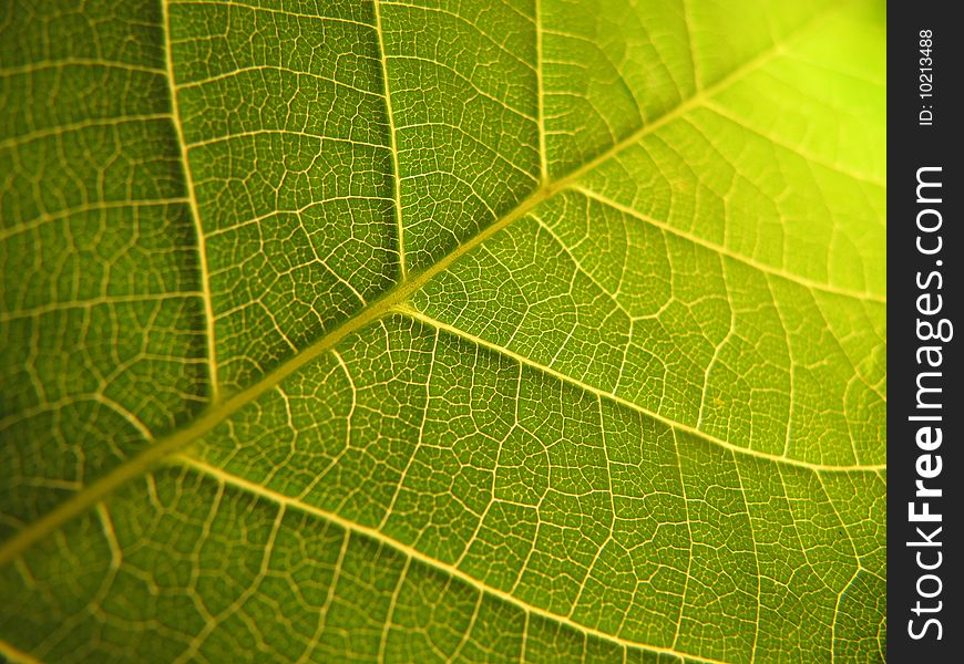Leaf Macro Shot