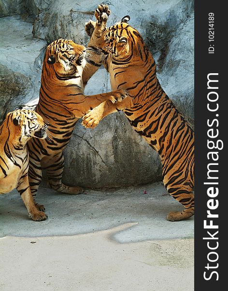 Three Southeast Asian tigers having a fight. Three Southeast Asian tigers having a fight