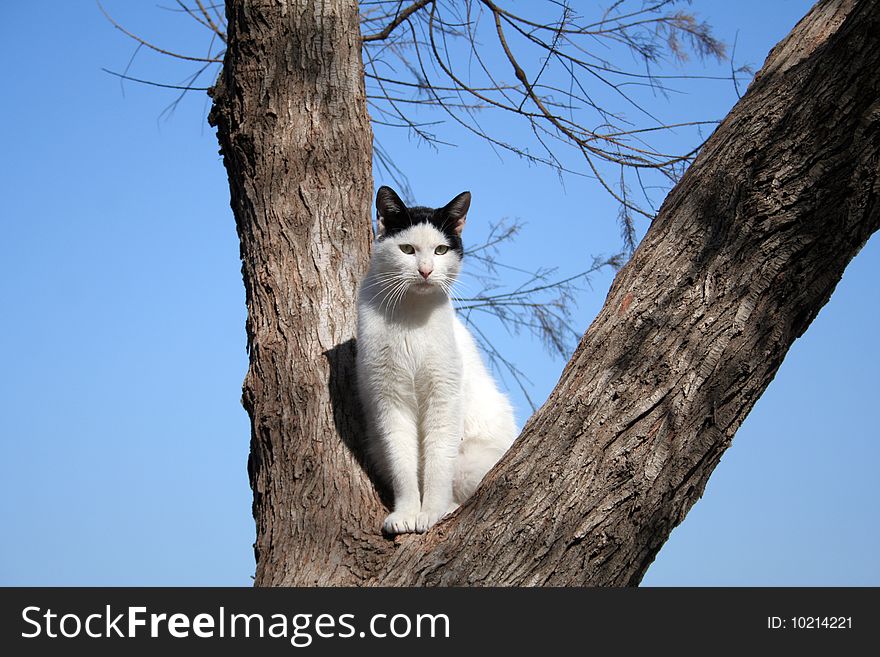 White cat on a tree, Tel-Aviv, Israel