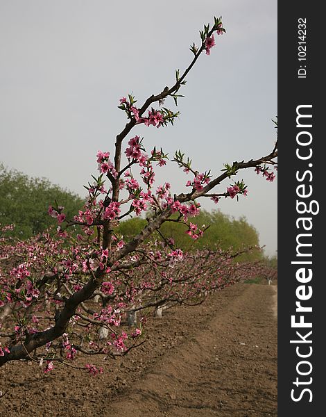 A branch of peach blossom in spring